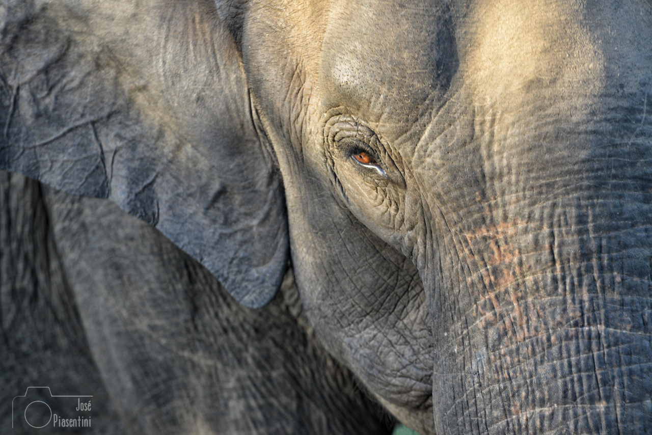Elefante-Sri-Lanka