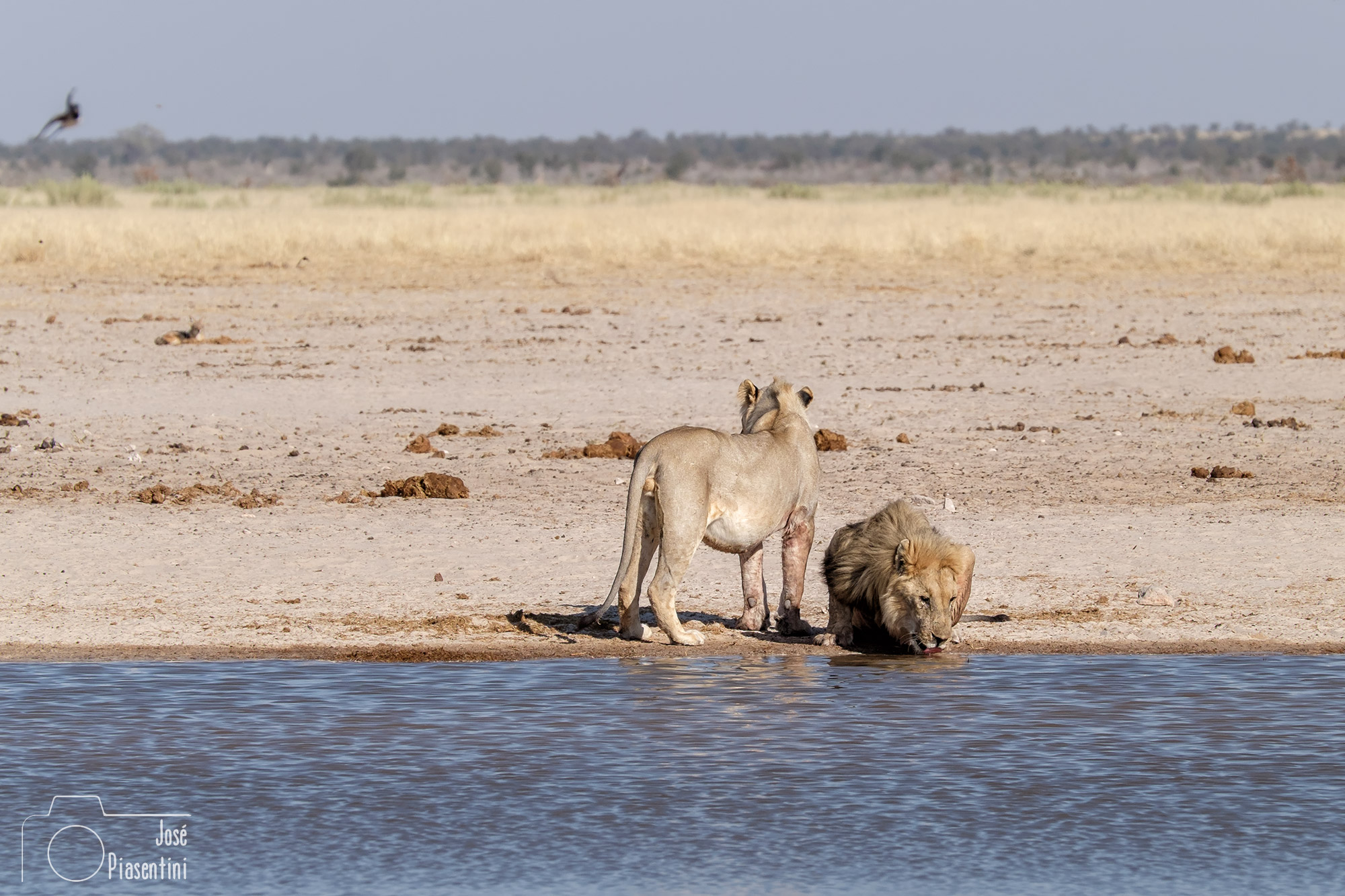 Lions in Namibia