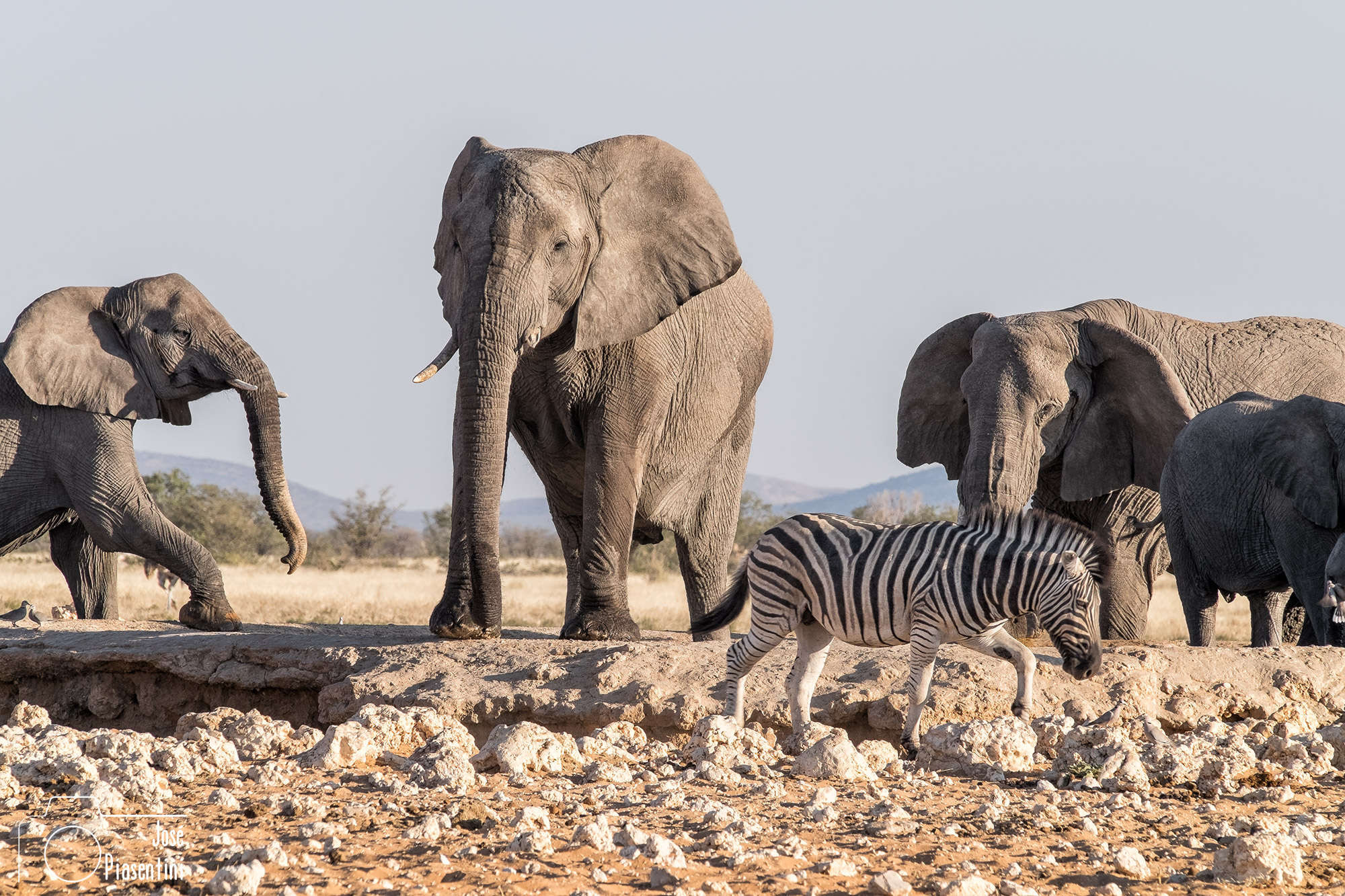 Safari en Etosha National Park