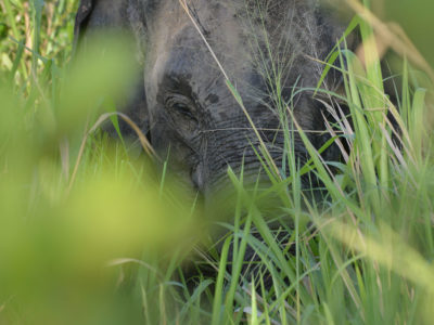Eco Park Polonnaruwa, en busca de los elefantes