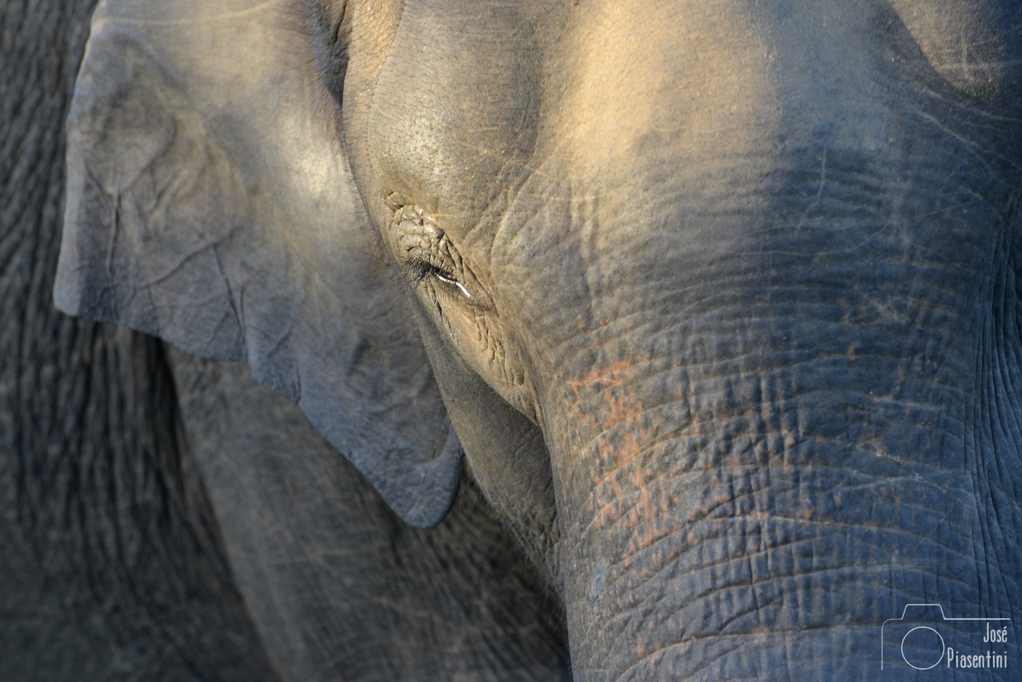 Elefantes-Safari-Eco-Park-SriLanka