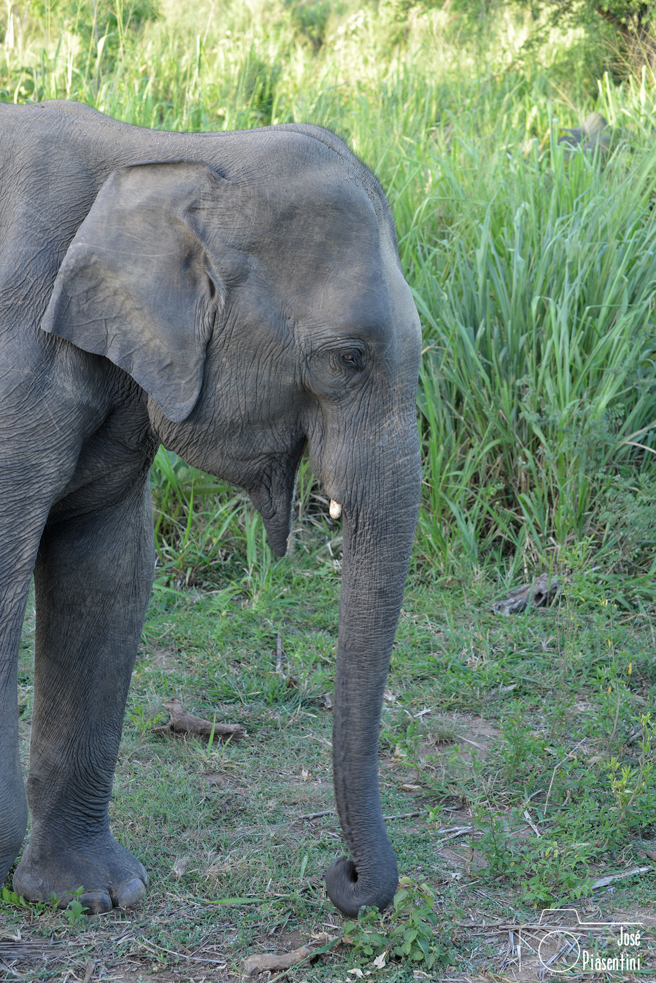 Sri Lanka en busca de los elefantes