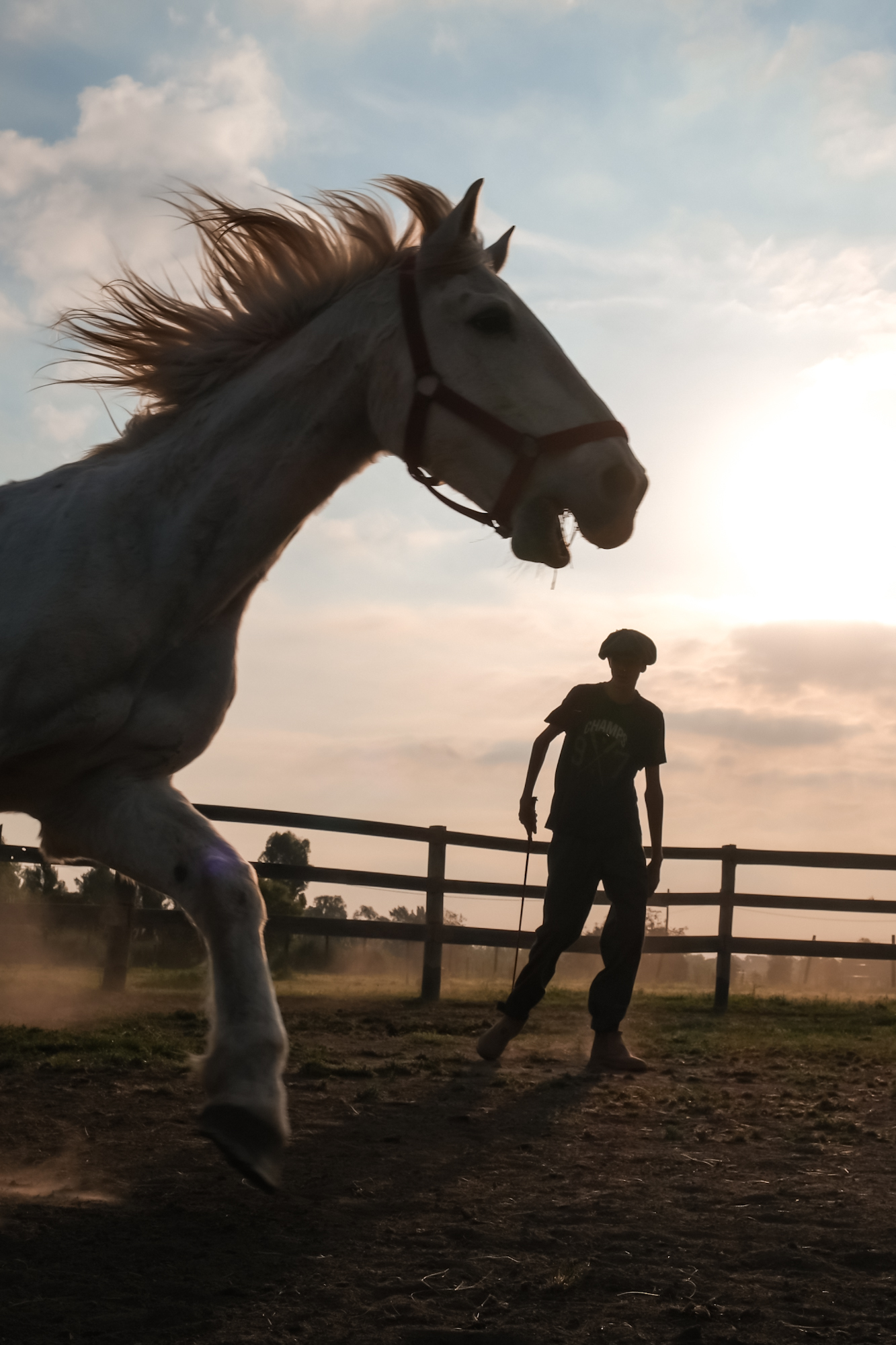 Actividades con caballos en Magical Ranch