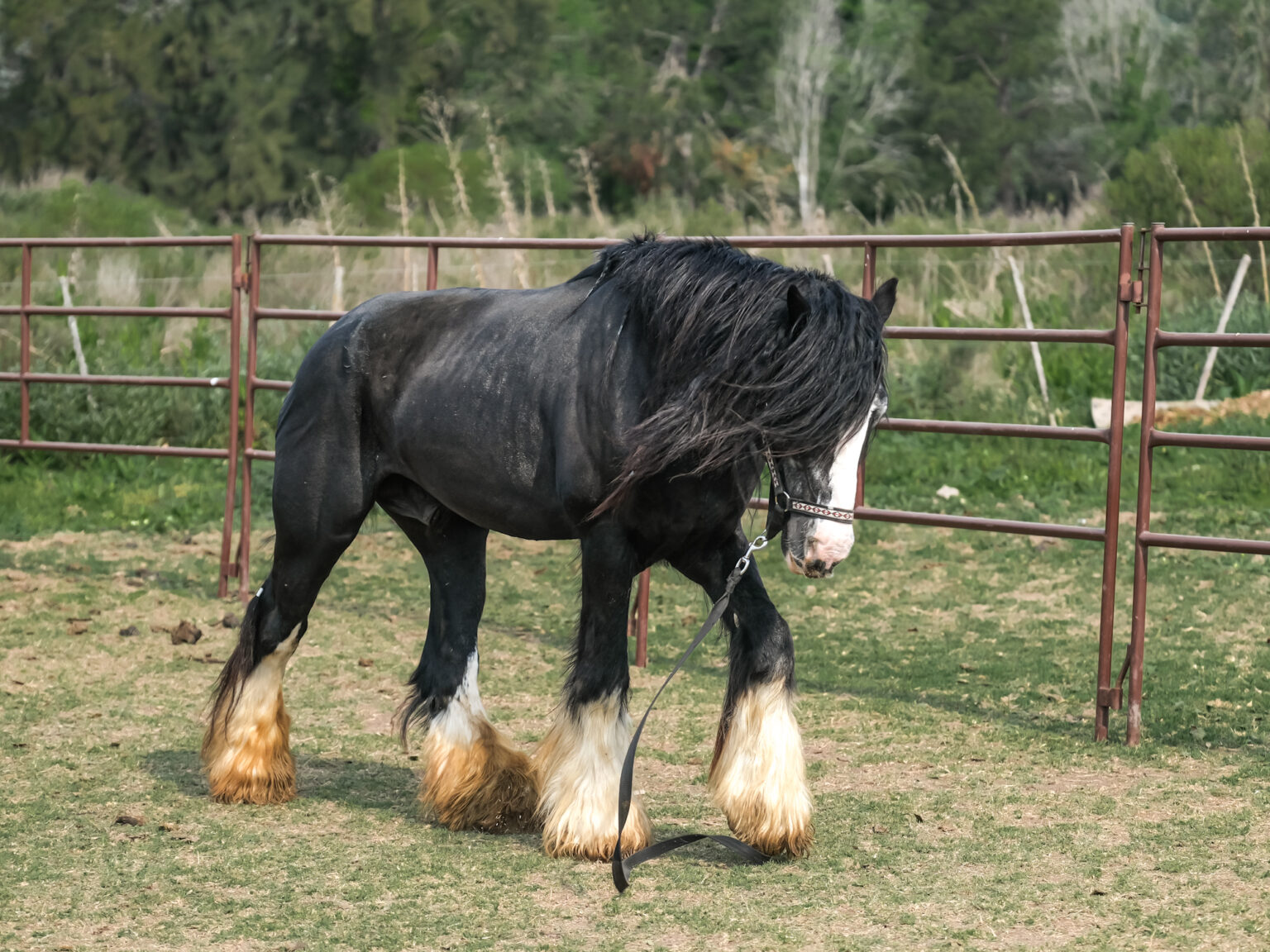 Actividades con caballos en Magical Ranch - Jose Maria Piasentini
